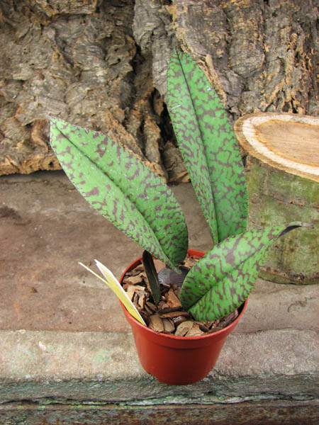 Psychopsis Mendenhall 'Hildos'.jpg