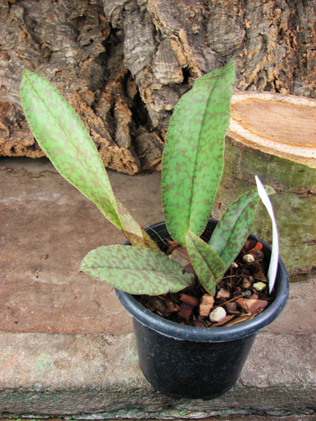 Psychopsis Butterfly (sanderae x papilio).jpg