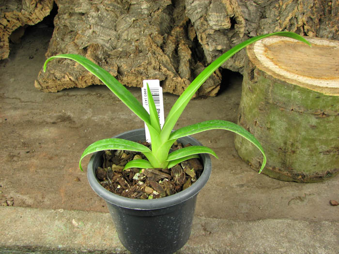 Phragmipedium Memory Dick Clements.jpg