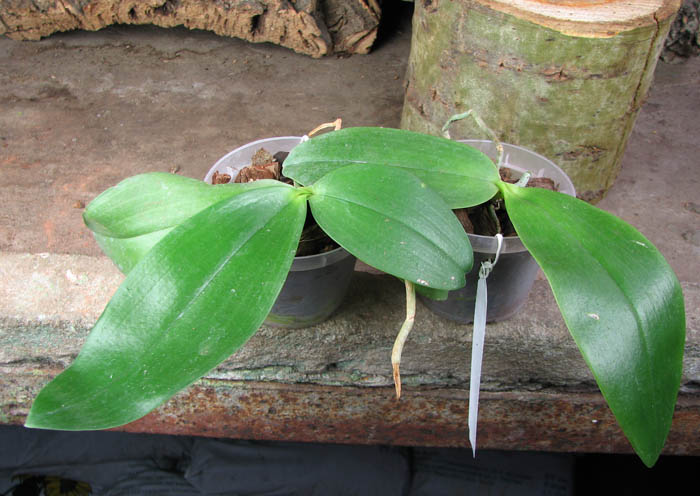 Phalaenopsis David Lim 'flava'.jpg