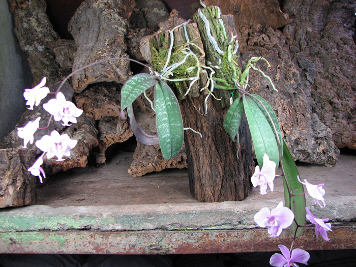 Phalaenopsis schilleriana.jpg