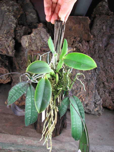 Laelia jongheana alba (Z-88) x Laelia jongheana suavissima.jpg