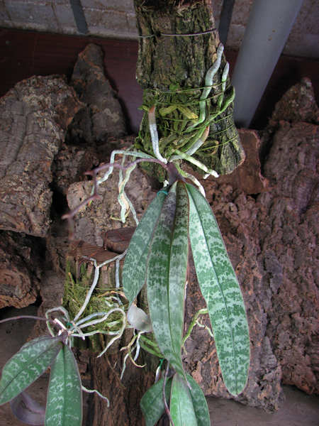 Phalaenopsis philippinensis.jpg