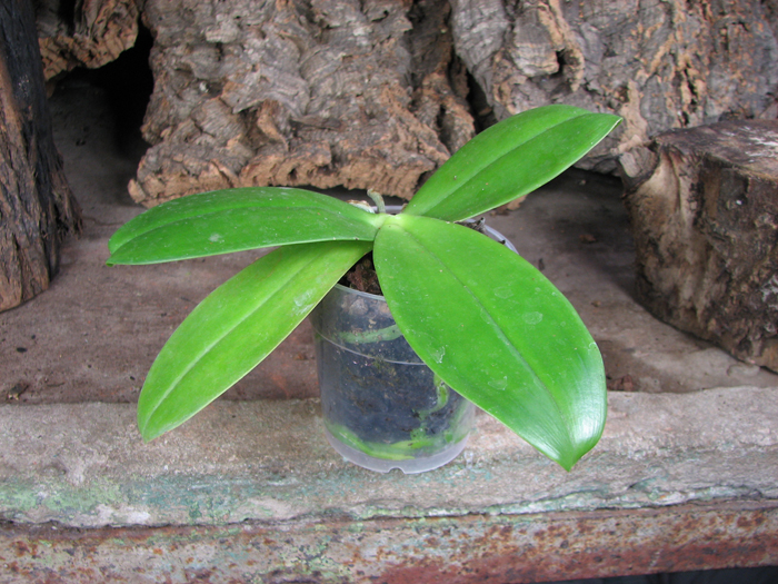 Phalaenopsis David Lim.jpg