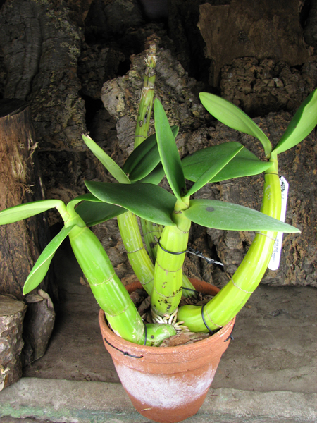 Myrmecophila tibicinis.jpg