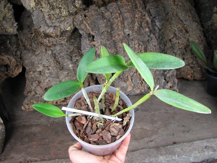 Cattleya forbesii var aurea.jpg
