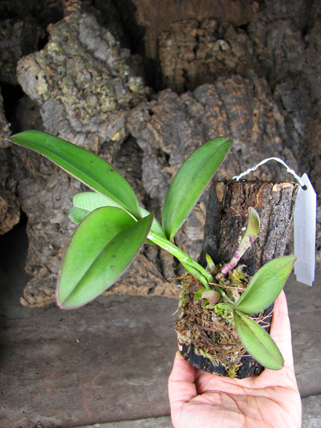 Cattleya schilleriana 'Água Surda' x Cattleya Daphne 'Bordeaux'.jpg