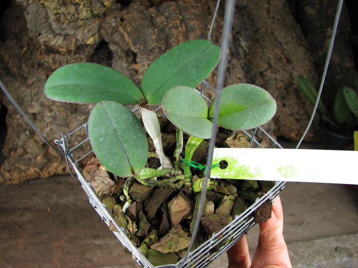 Cattleya schilleriana 'Água Surda' x Cattleya schilleriana 'Olinda'.jpg