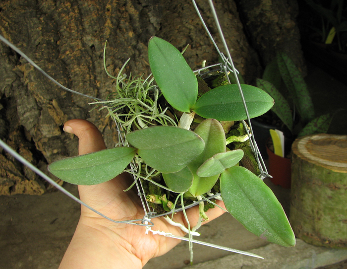 Cattleya schilleriana 'Guarapari' x Cattleya schilleriana 'Olinda'.jpg