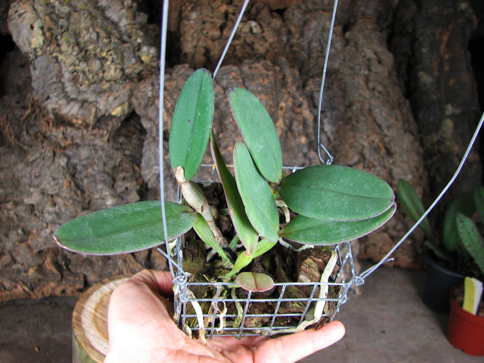Cattleya schilleriana 'Biriricas' x Cattleya schilleriana 'Olinda'.jpg
