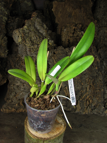 Cattleya trianae tipo 'Fine Variety' (98-8) x Cattleya trianae 'India' (10-8).jpg