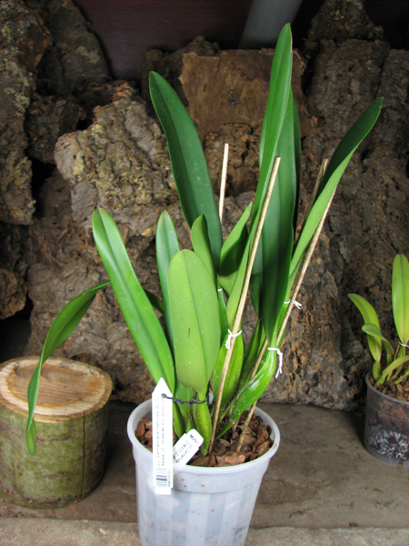 Laeliocattleya Canhamiana coerulea 'Azure Skies'.jpg