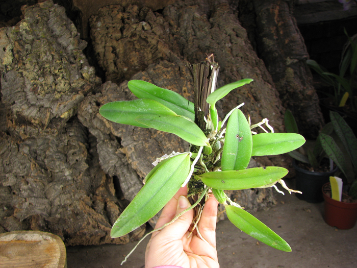Laelia alaori suave 'Binot' x Cattleya luteola 'Big Star.jpg