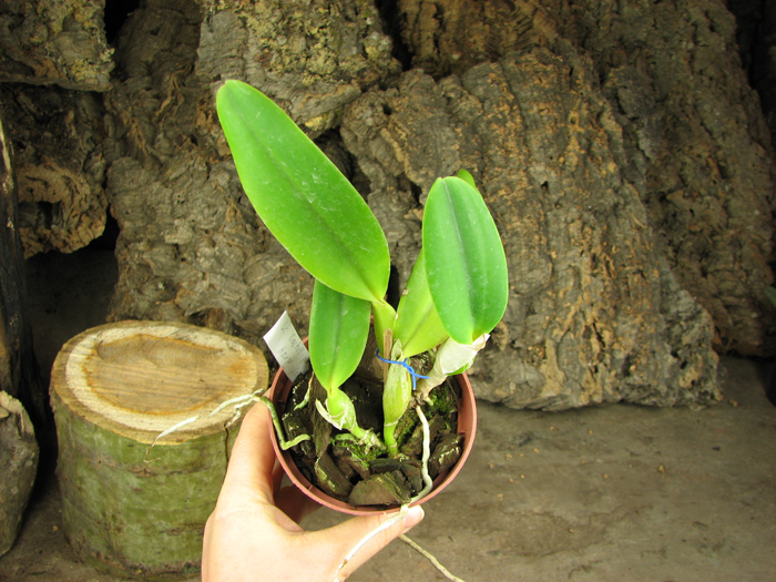 Laeliocattleya Gaskell-pumila.jpg
