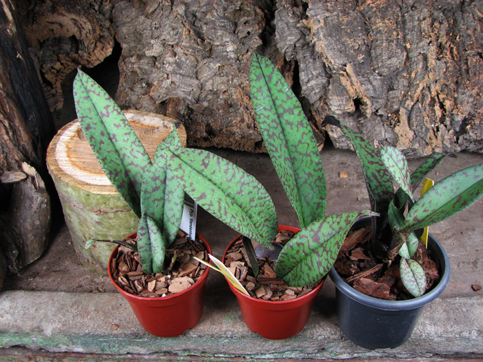 Psychopsis Mendenhall 'Hildos'.jpg