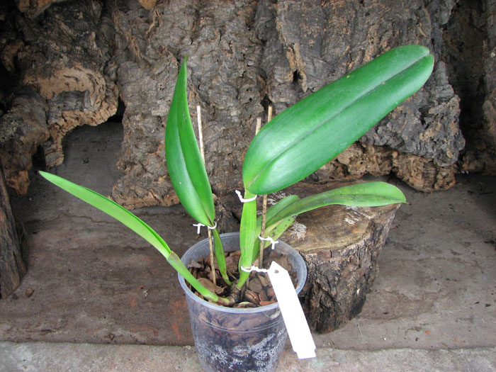 Cattleya jenmanii 'Boliva' x Cattleya jenmanii rubra 'Serra Negra'.jpg