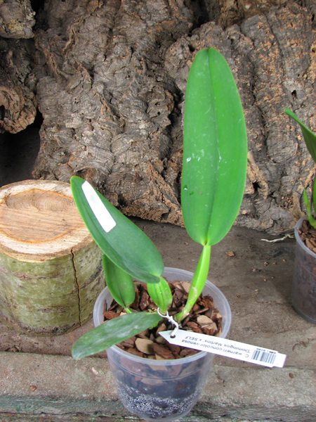Cattleya warneri concolor-venosa 'Domingos Martins' x SELF.jpg