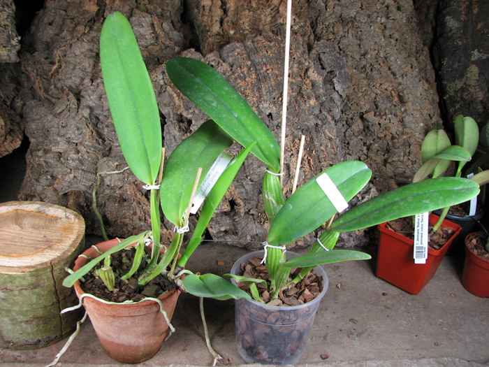 Cattleya warneri concolor 'HI' x Cattleya warneri venosa suave.jpg
