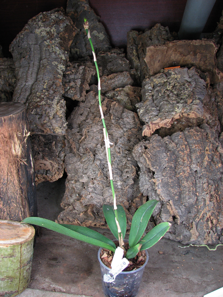 Psychopsis Kalihii 'Big'.jpg