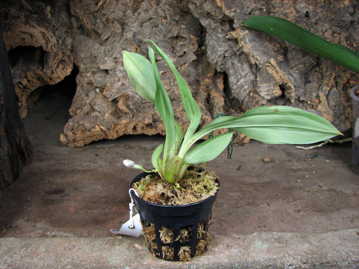 promenaеa rollinsonii.jpg