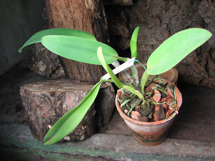 Cattleya warneri 'Pingo de Luz' x Cattleya warneri integra-orlata-pincelada 'Superba'.jpg
