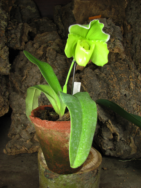 Paphiopedilum Hung Sheng Curet × Enzan Fruit.jpg