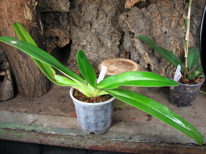 Paphiopedilum stonei x rothschildianum.jpg