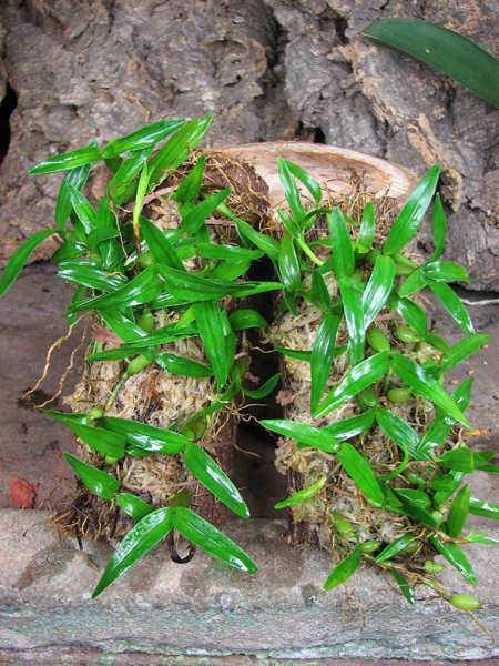 Dinema polybulbon.jpg