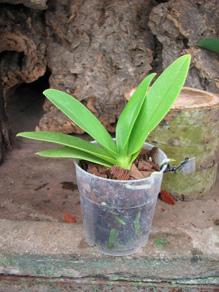 Doritaenopsis Kenneth Schubert x Doritaenopsis Purple Martin x Doritis pulcherrima 'Blue'.jpg
