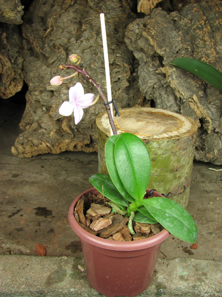 Phalaenopsis Liu's Rainbow.jpg