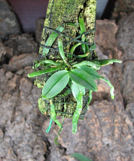 Phalaenopsis parishii.jpg