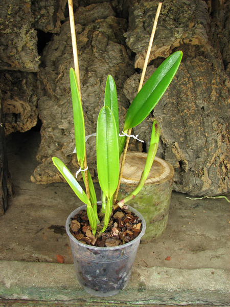 Cattleya lueddemanniana concolor (clara) x self.jpg