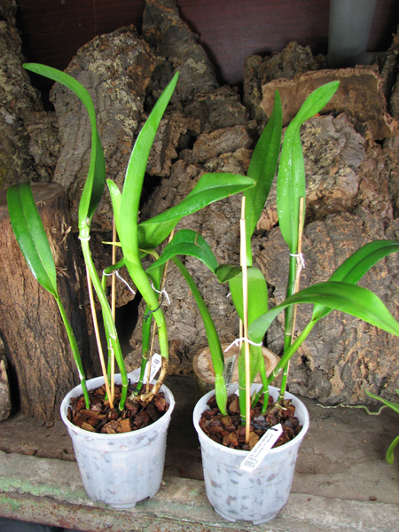 Brassocattleya Golf Green 'Hair Pig' (Cattleya Moscombe x Brassavola digbyana).jpg