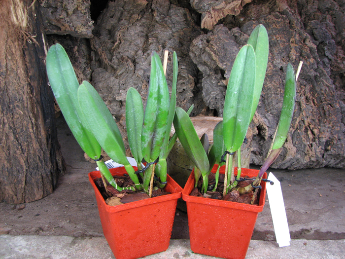 Rhyncholaelia digbyana.jpg