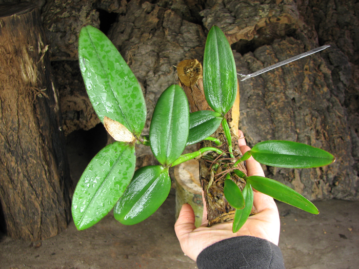 Cattleya schilleriana escura 'Jucú' x Cattleya schilleriana 'Paredão'.jpg