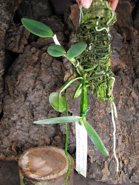 Cattleya schilleriana verde (green) (A Entringer) x SELF.jpg