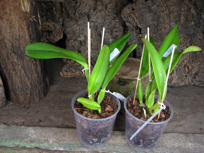 Cattleya trianae 'Da Vitoria' x Cattleya trianae concolor 'Rinaldi'.jpg