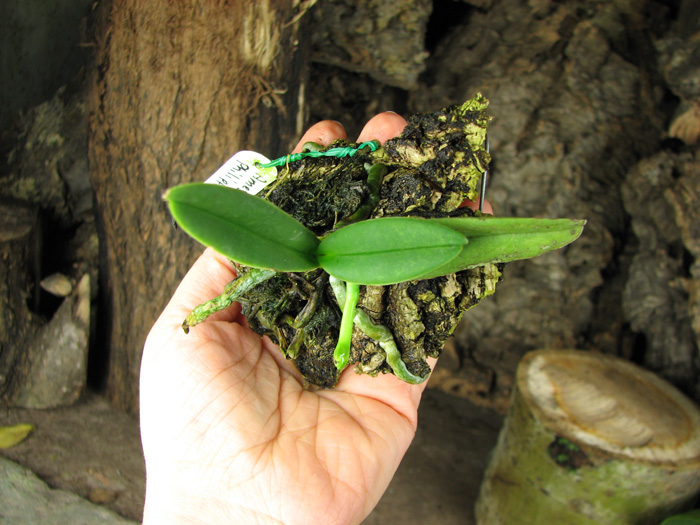 Amesiella philippinensis.jpg