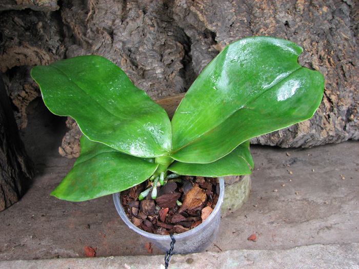Phalaenopsis Ohl Flame 'Yung Ho'.jpg