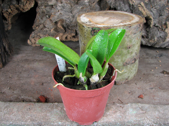 Laelia alaori x praestans.jpg