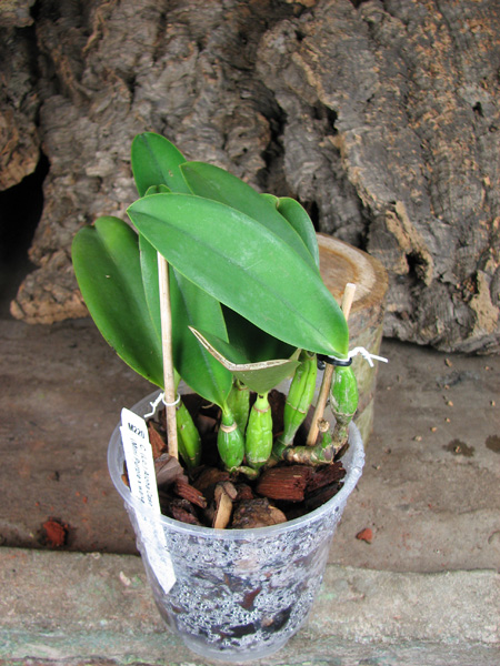 Laeliocattleya Aloha Case 'Ching Hua'.jpg