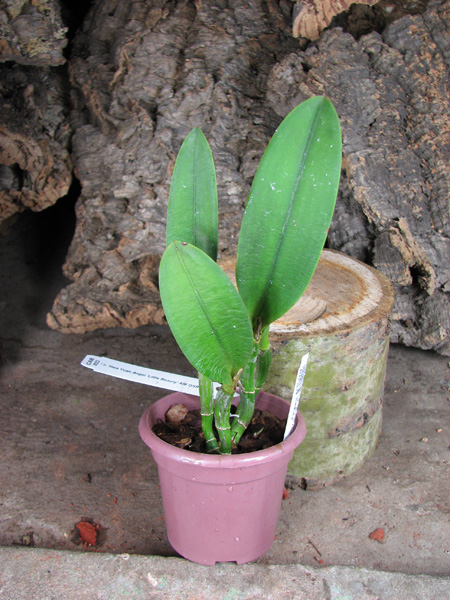 Laeliocattleya Hwa Yuan Angel 'Little Beauty'.jpg