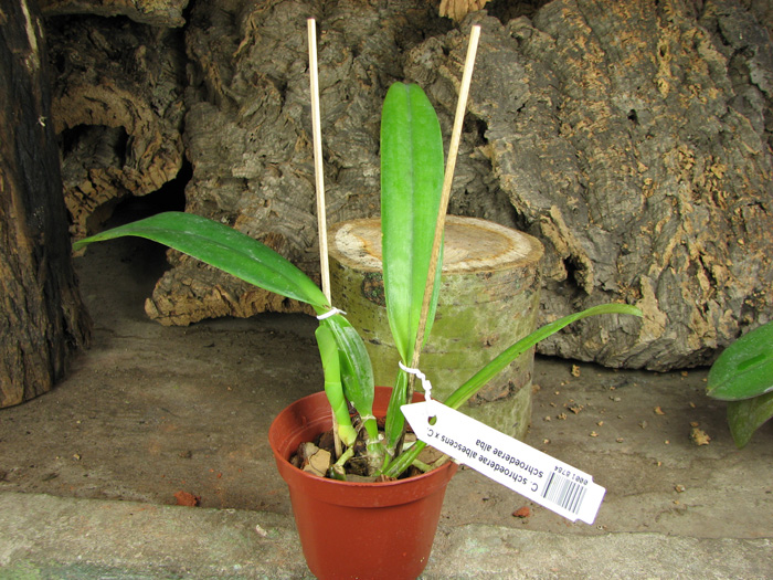 Cattleya schroederae albescens x Cattleya schroederae alba.jpg