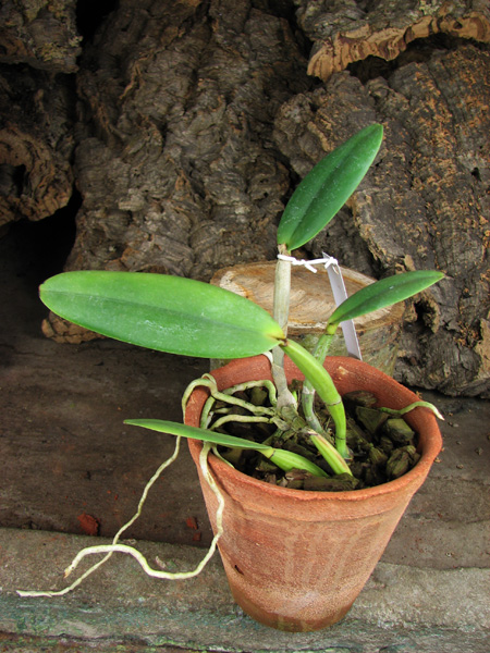 Cattleya lueddemanniana alba 'Candia' x SELF.jpg