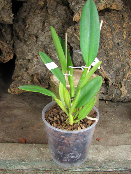 Cattleya mossiae alba 'Irene' x Cattleya mossiae alba 'Orosco'.jpg