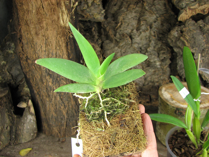 Angraecum leonis.jpg