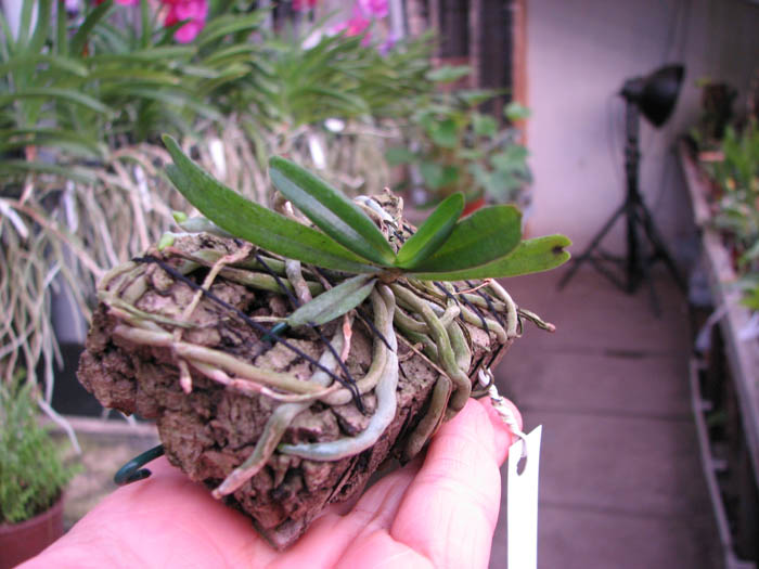 Aerangis rhodosticta.jpg