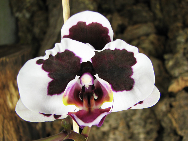 Doritaenopsis Chian Xen Pearl x Lianher Glory.jpg