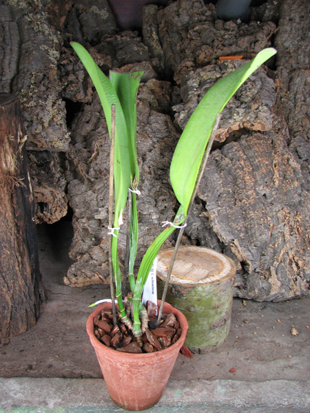 Cattlea schroederae.jpg