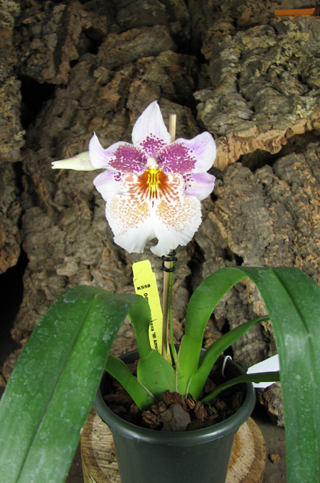 Odontonia Papageno 'Mi Amour'.jpg